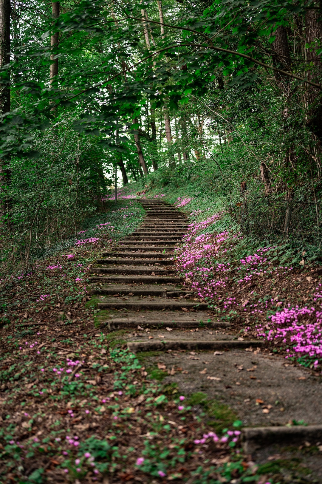 Path of stairs leading up through wildflowers and trees